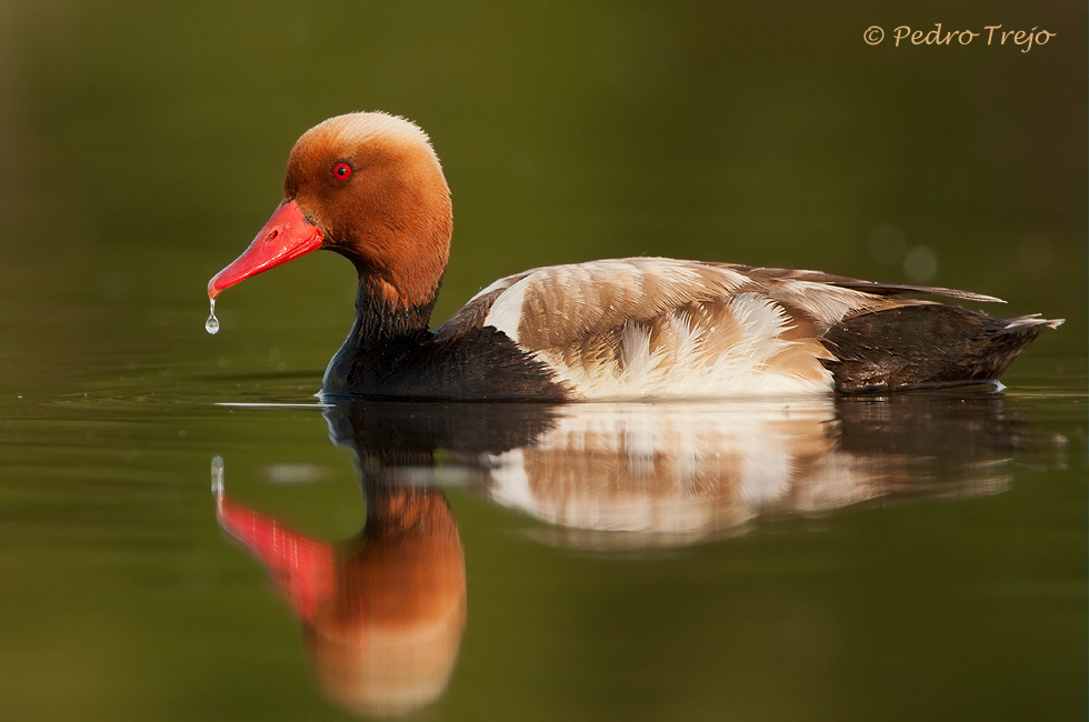 Pato colorado (Netta rufina)